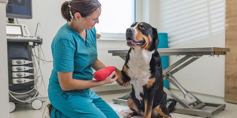 Riesgos Generales Veterinarios 6h